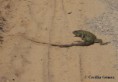 /album/fotogaleria/iguana-jpg/